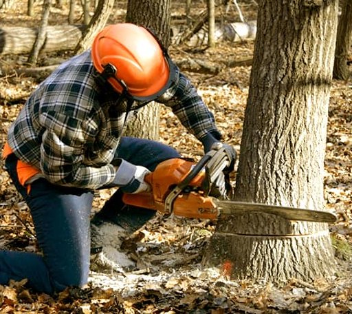 Tree Removal in Burdett, KS